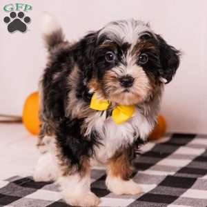 Eagle, Mini Bernedoodle Puppy